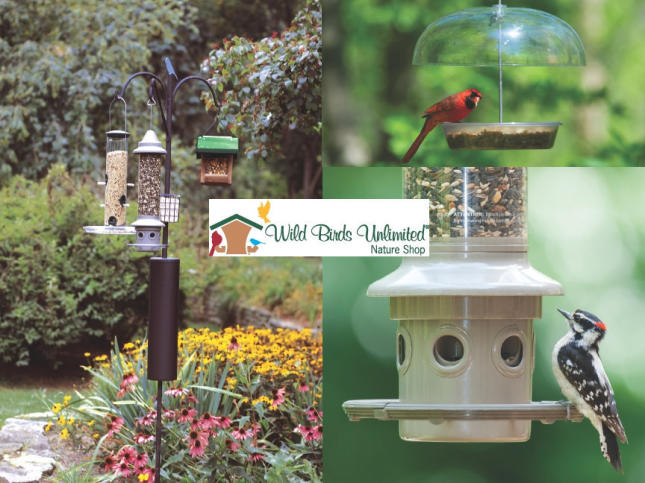 Bird-feeding station - get kids interested in nature and birds