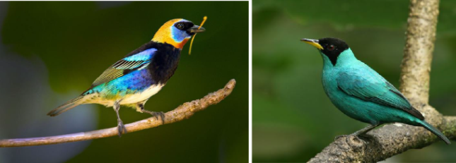 Honeycreeper and Tanager