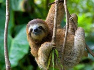 Sloth at Bogarin