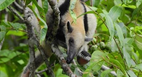 Collared Anteater