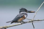 Belted Kingfisher - Birdwalk